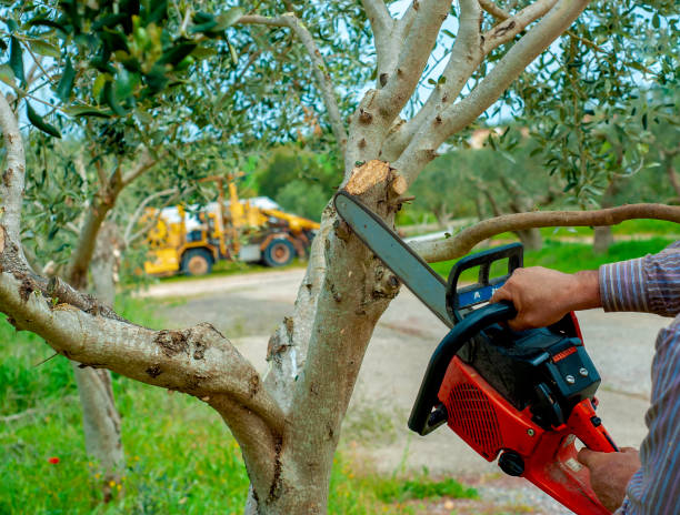 Residential Tree Removal in Elba, AL